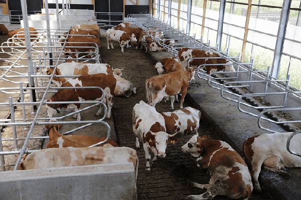 JOSERA Cattle in the stable, view of cubicles