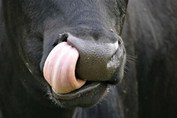 JOSERA tongue of a cow